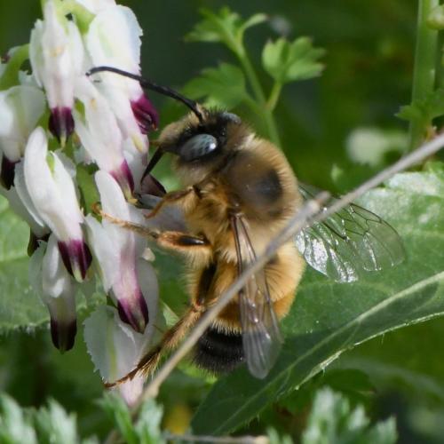 Réf. 246 924 : Eucera nigrilabris